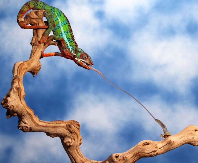 Hầu hết các chuyển động lưỡi của tắc kè hoa đều có các mô đàn hồi.