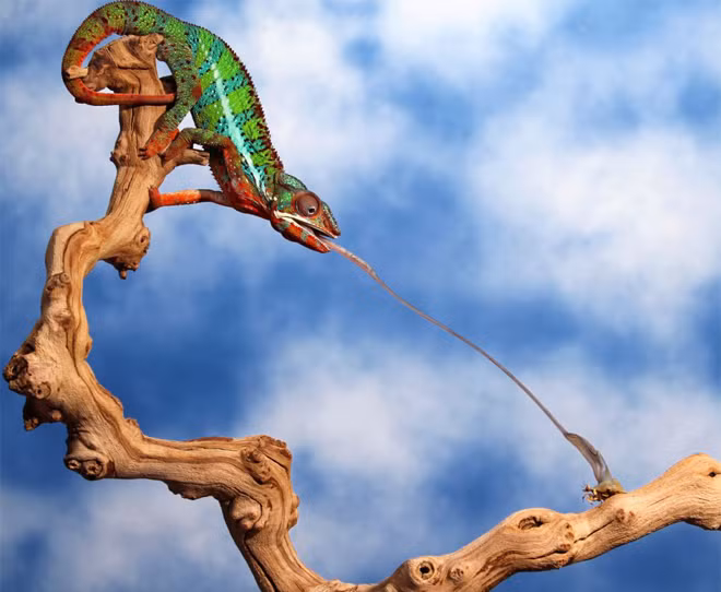 Hầu hết các chuyển động lưỡi của tắc kè hoa đều có các mô đàn hồi.