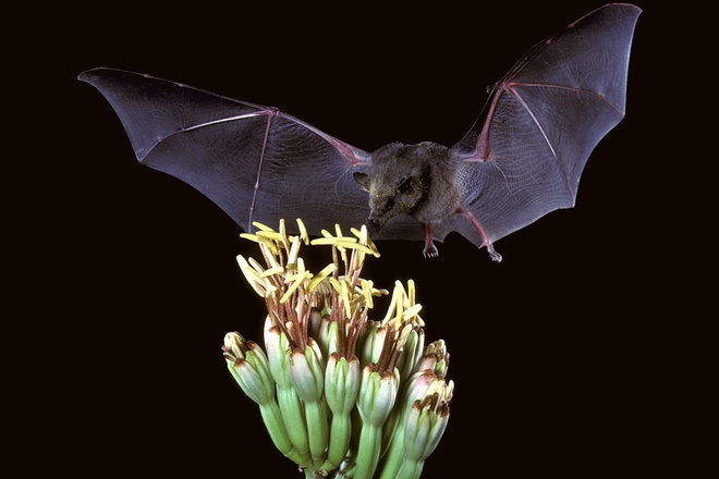 Trên thực tế, với chiếc lưỡi dài gần như gấp đôi chiều dài cơ thể, không có loài động vật nào trong giới tự nhiên đánh bại về tỉ lệ dài của lưỡi so với cơ thể của loài dơi hút mật này.