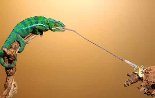 Loài vật này cũng nằm trong danh sách kỷ lục thế giới về loài có chiếc lưỡi tốc độ nhất thế giới trong vương quốc động vật.