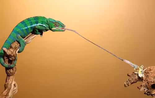 Loài vật này cũng nằm trong danh sách kỷ lục thế giới về loài có chiếc lưỡi tốc độ nhất thế giới trong vương quốc động vật.