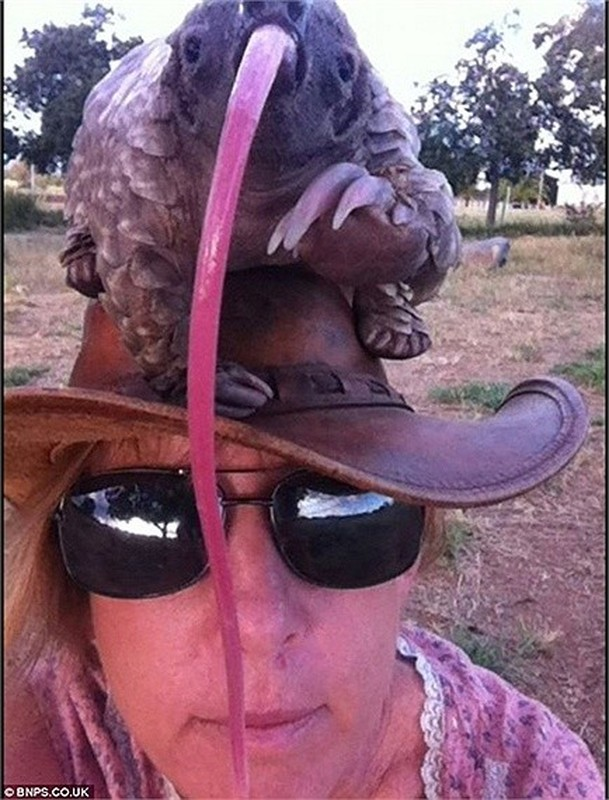 Loài động vật này không có lông, chỉ có lớp vảy cứng bao bọc toàn thân và cũng không có răng. Thức ăn của tê tê chủ yếu là kiến và mối.