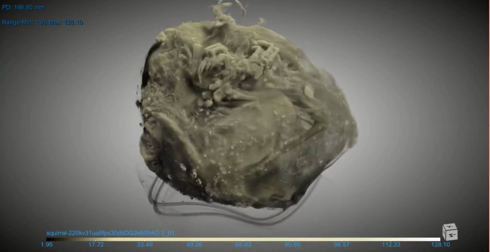 Trên các mẫu vật được lấy ra từ xác ướp, các nhà khoa học đã tìm ra những dấu vết về hành vi sinh học, đời sống và môi trường sống của những con sóc đất bắc cực cách đây hàng ngàn năm trước đây. (Ảnh:YBIC)