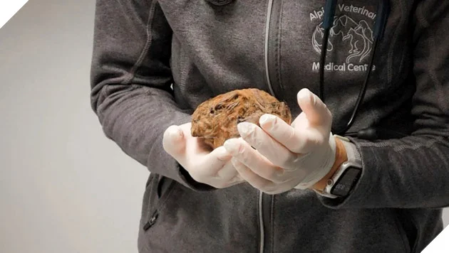 Xác ướp 30.000 năm này được phát hiện năm 2018 bởi những người thợ mỏ tại Hester Creek, một phần của cụm mỏ vàng Klondike thuộc lãnh thổ Yukon phía Tây Bắc Canada. (Ảnh: YBIC)