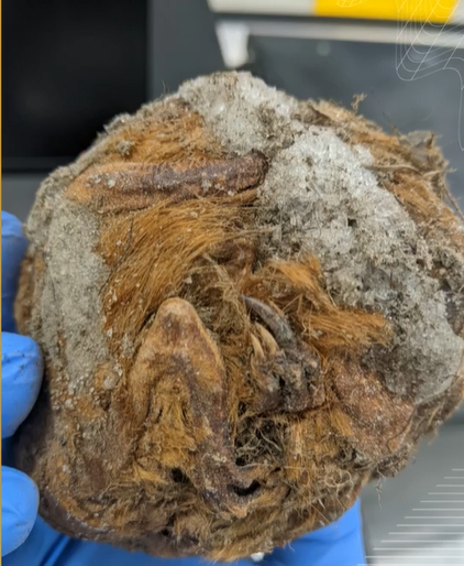 Đây là một trong số rất ít các loài động vật cổ đại còn được bảo tồn tốt như vậy. (Ảnh: YBIC)