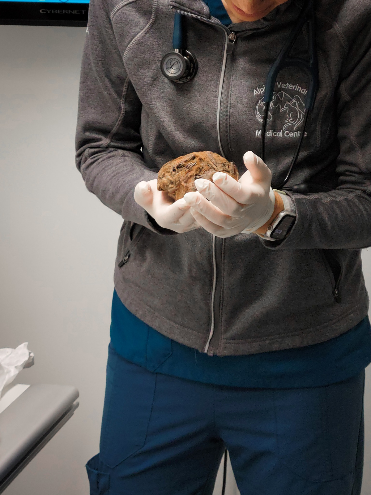 Theo các nhà khoa học, xác ướp sóc đất bắc cực này có niên đại khoảng 30.000 năm và được tìm thấy dưới lớp tuyết giữa tầng đất hình chữ U. (Ảnh: YBIC)