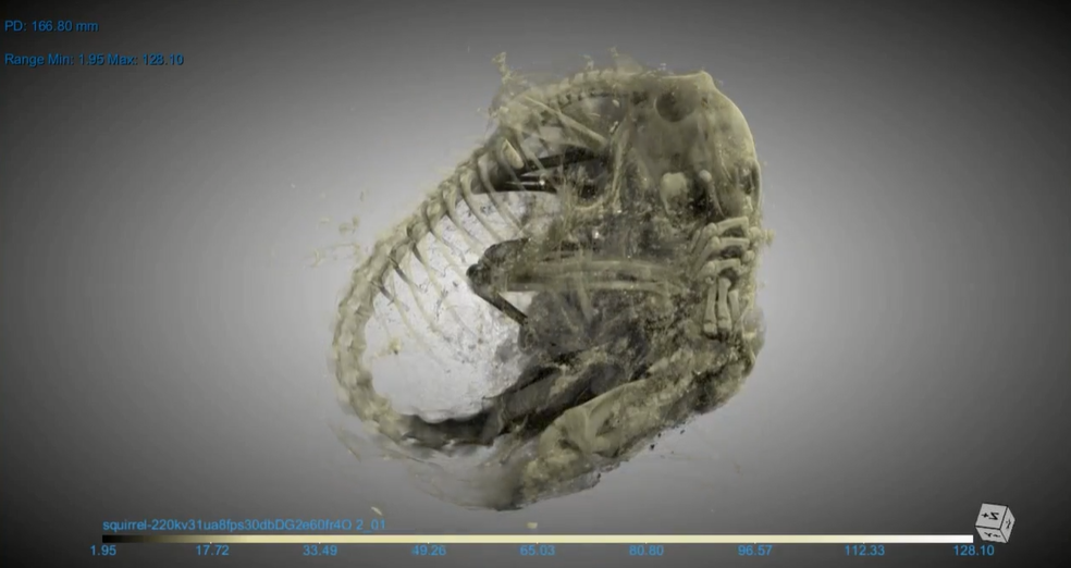 Đây là một phát hiện tuyệt vời và quan trọng với ngành nghiên cứu động vật cổ đại. Điều này giúp chúng ta có được cái nhìn thật sự về loài động vật này và môi trường sống của chúng cách đây hàng ngàn năm trước đây. (Ảnh: YBIC)