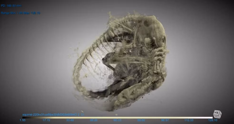 Đây là một phát hiện tuyệt vời và quan trọng với ngành nghiên cứu động vật cổ đại. Điều này giúp chúng ta có được cái nhìn thật sự về loài động vật này và môi trường sống của chúng cách đây hàng ngàn năm trước đây. (Ảnh: YBIC)