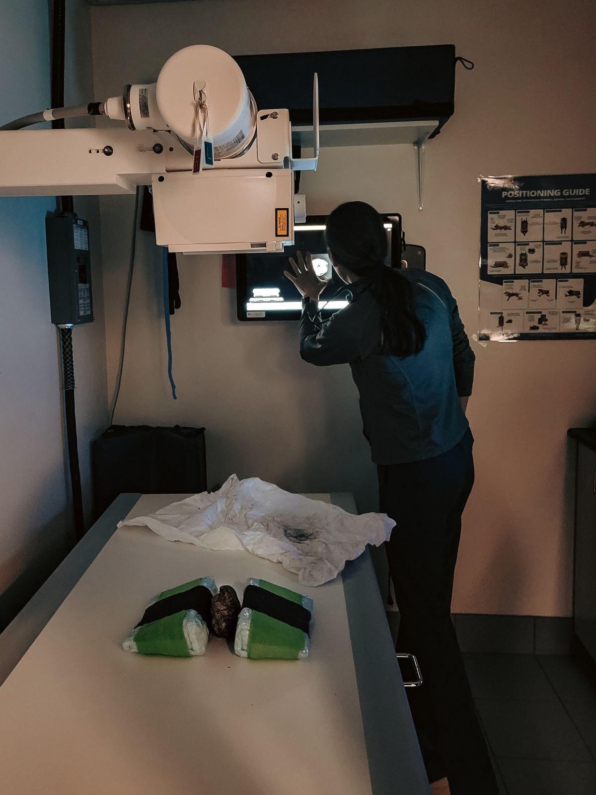 Xác ướp con sóc đất Bắc Cực cổ đại được bảo quản tốt đến mức còn nguyên lông và móng vuốt, với trọng lượng khoảng 800 gam. ( Ảnh: YBIC)