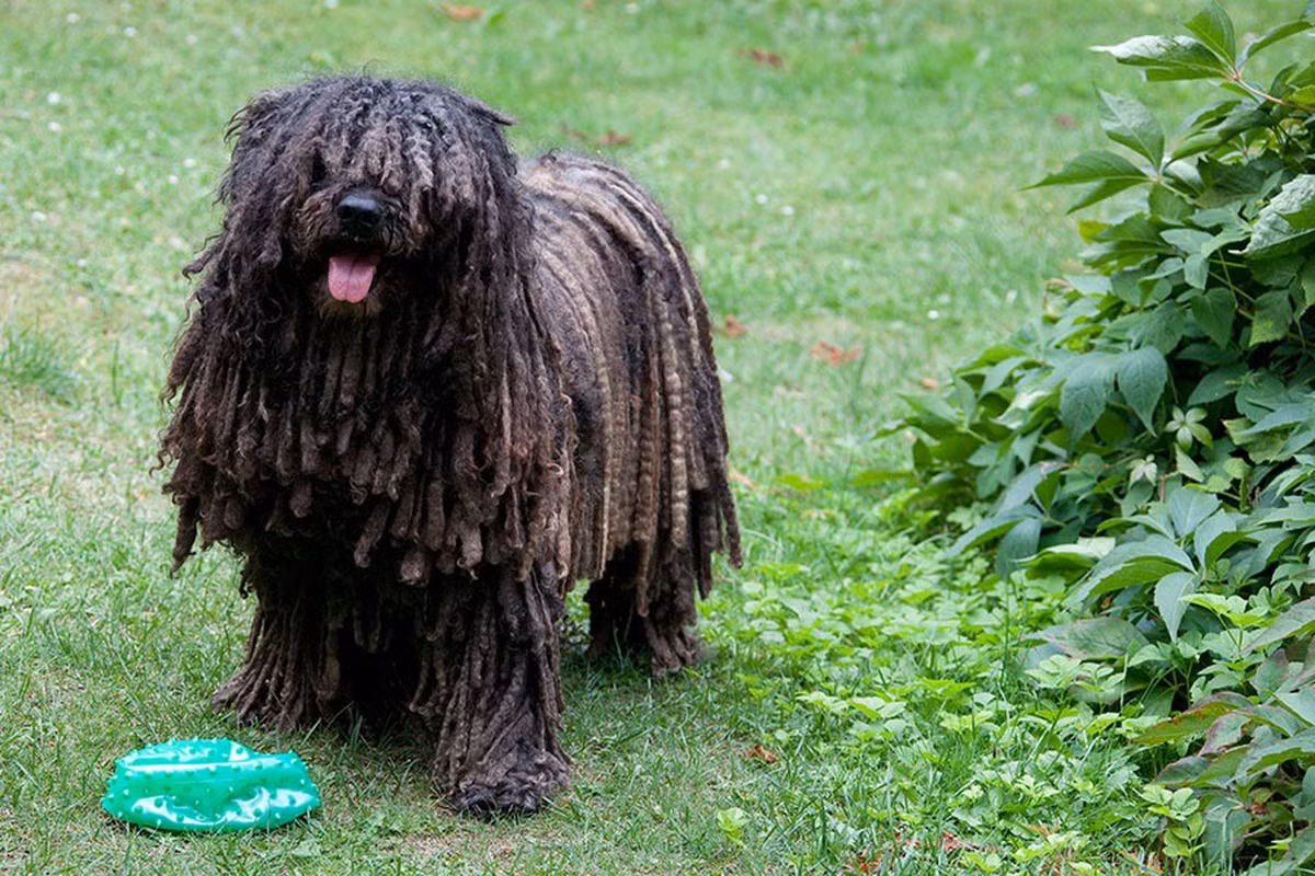 Lông của Komondor tuy mềm và mượt nhưng do xoăn tự nhiên nên nó thường có xu hướng tự cuốn lại với nhau thành từng búi nhỏ như sợi giẻ lau. Do đó, mỗi lần tắm, loài chó này sẽ phải mất hơn 2 ngày để bộ lông được khô ráo hoàn toàn.