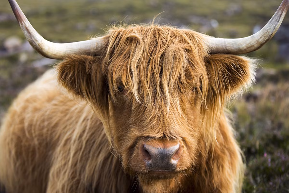 4. Bò tóc rậm hay còn gọi là bò cao nguyên Scotland, một giống bò nhà bản địa.