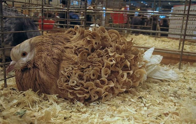 Những sợi lông xoăn của chúng do hai gene biến đổi hình thái quy định, chiếm ưu thế và có thể có gene thứ ba gây ra lông dài hơn.