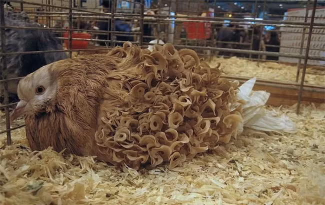 Những sợi lông xoăn của chúng do hai gene biến đổi hình thái quy định, chiếm ưu thế và có thể có gene thứ ba gây ra lông dài hơn.