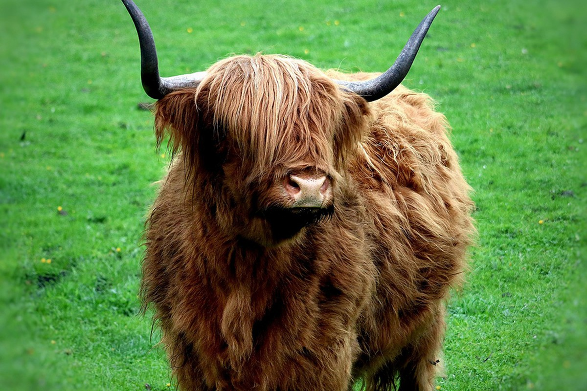 Bò cao nguyên Scotland gây ấn tượng bởi cặp sừng dài cùng bộ lông rậm rạp, đặc biệt là ở trên trán. Bộ lông của động vật này được xem là dài nhất trong bất kỳ giống gia súc và giúp bảo vệ chúng trong mùa đông lạnh.