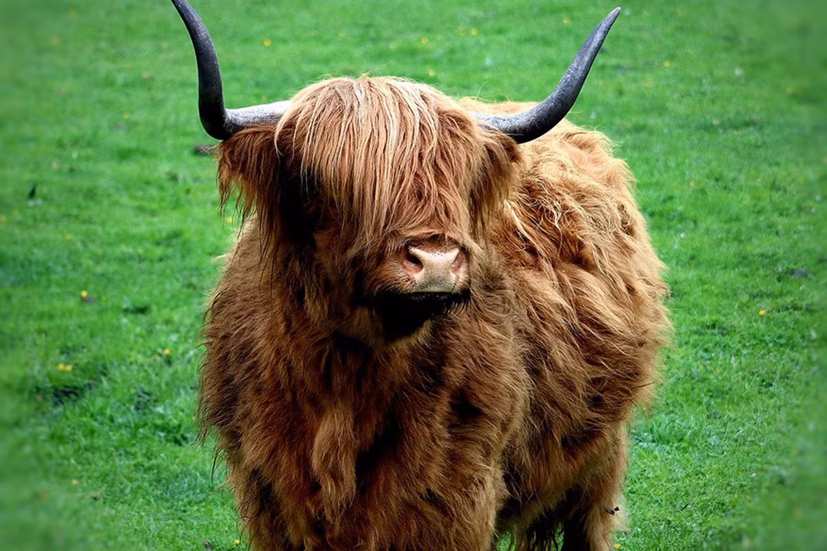 Bò cao nguyên Scotland gây ấn tượng bởi cặp sừng dài cùng bộ lông rậm rạp, đặc biệt là ở trên trán. Bộ lông của động vật này được xem là dài nhất trong bất kỳ giống gia súc và giúp bảo vệ chúng trong mùa đông lạnh.