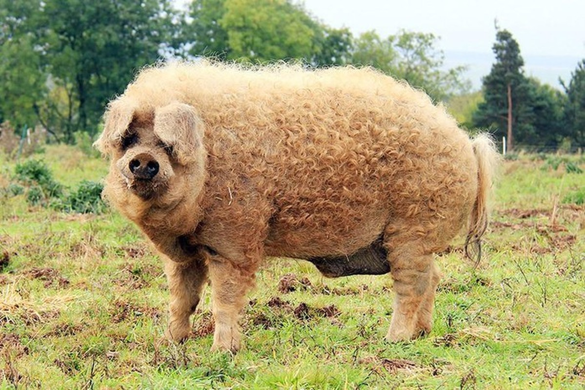2. Mangalitsa hay Mangalica là một giống lợn hiếm có nguồn gốc ở Hungary. Điểm đặc biệt của loài lợn này là lớp lông dày, dài, xù xì bao phủ khắp cơ thể như lông cừu.