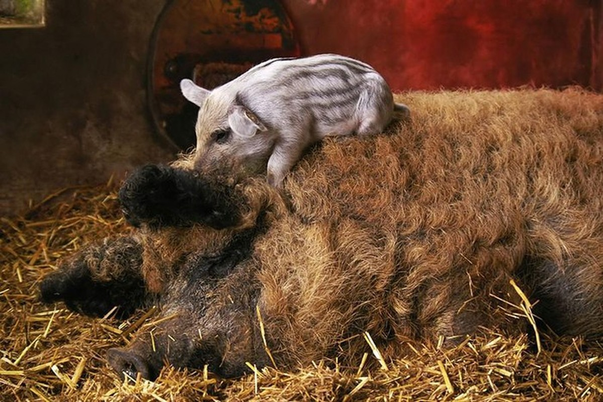 Giống lợn Mangalitsa có nhiều màu lông khác nhau như vàng, vàng nhạt hay hung đỏ...
