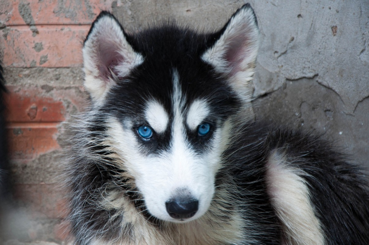 2. Mắt của loài chó Husky Sibir ở Nga có hình quả hạnh nhân và thường có hai đốm trắng ở phía trên, để thích nghi với điều kiện ánh sáng thấp ở nơi chúng sinh sống, mắt của loài động vật này đã phát triển tinh nhạy cực kỳ.