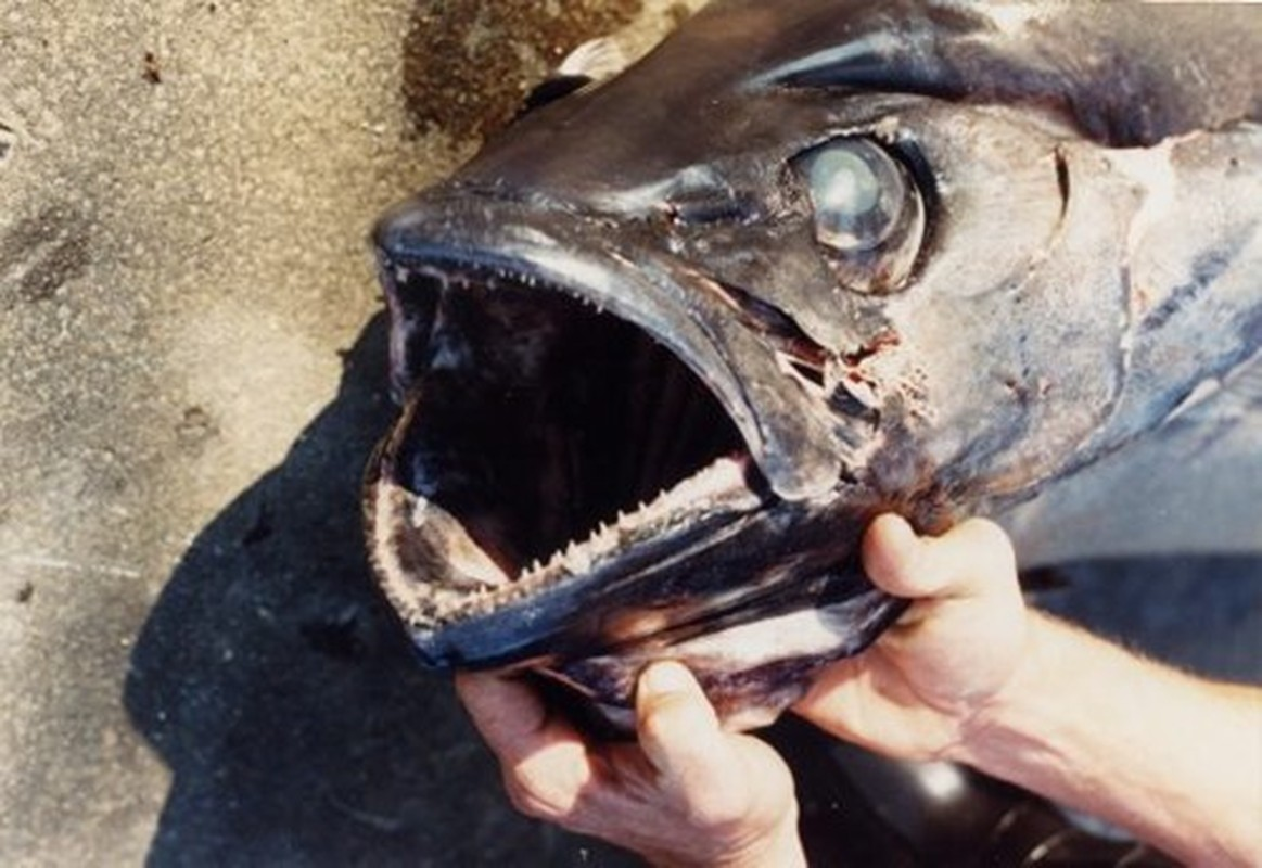 5. Đôi mắt của cá escolar giúp loài này có khả năng nhìn từ dưới lên trên để chờ đợi và bắt các con mồi bơi qua.