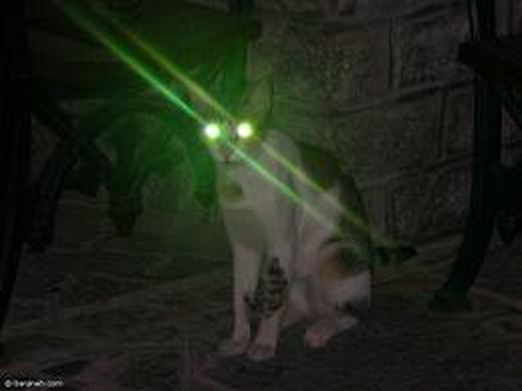 9. Mắt của mèo có khả năng phát sáng trong bóng tối do có lớp tế bào tapetum lucidum, giúp chúng nhìn rõ đường, kín đáo dò xét và tấn công con mồi.