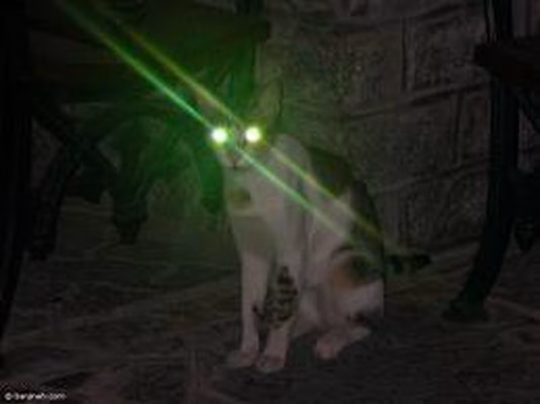 9. Mắt của mèo có khả năng phát sáng trong bóng tối do có lớp tế bào tapetum lucidum, giúp chúng nhìn rõ đường, kín đáo dò xét và tấn công con mồi.