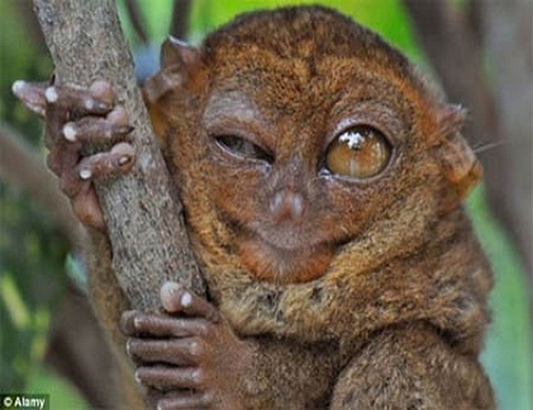 8. Mắt khỉ Tarsier to hơn cả kích thước cơ thể của nó và có thể quan sát rất tốt vào ban đêm. Ngoài ra, loài này còn có lợi thế là chiếc cổ có khả năng quay 180 độ giúp nó có tầm quan sát rất tốt.