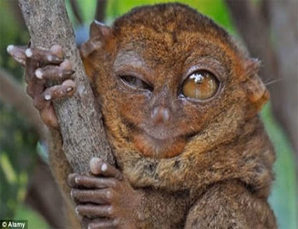 8. Mắt khỉ Tarsier to hơn cả kích thước cơ thể của nó và có thể quan sát rất tốt vào ban đêm. Ngoài ra, loài này còn có lợi thế là chiếc cổ có khả năng quay 180 độ giúp nó có tầm quan sát rất tốt.