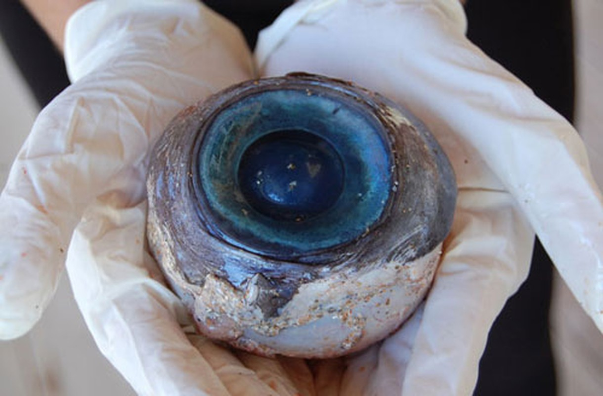 Kinh ngạc những loài động vật có “nhãn thần” xuất sắc nhất hành tinh Kinh ngac nhung loai dong vat co “nhan than” xuat sac nhat hanh tinh