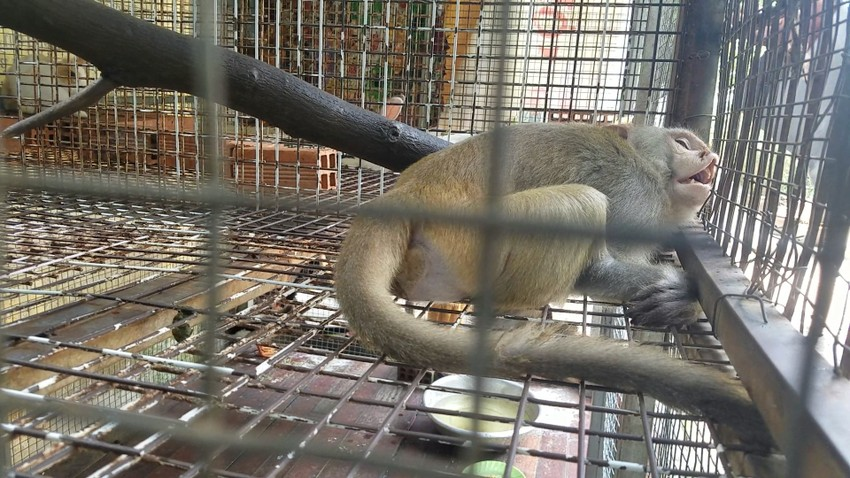 Cách đây không lâu, con khỉ sổng chuồng cắn người trong chùa bị thương. (Ảnh: HT)