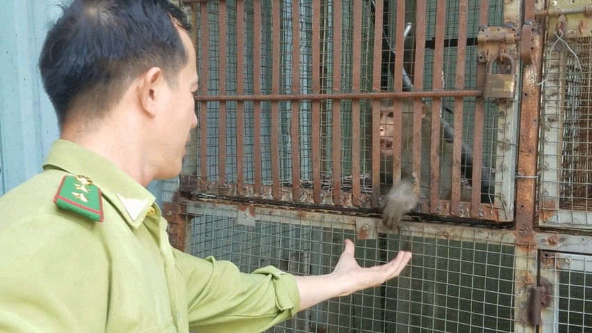 Cá thể khỉ đuôi dài này là giống đực được nhà chùa nuôi từ nhỏ, đến nay nặng 7 kg. (Ảnh: HT)