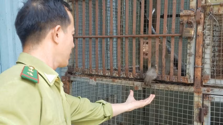 Cá thể khỉ đuôi dài này là giống đực được nhà chùa nuôi từ nhỏ, đến nay nặng 7 kg. (Ảnh: HT)