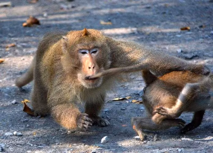 Khỉ đuôi dài sống thành đàn từ 10-100 con. Trung bình 1 con đực sẽ có 2,5 con cái.