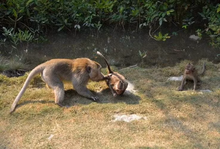 Điểm đặc biệt khỉ chúa là dáng vẻ oai phong. Đồng thời, khỉ chúa chỉ “cưng nhất” một chú khỉ con nào đó. Và chú khỉ con ấy sẽ được xem là “thái tử” kế vị ngôi sau này.