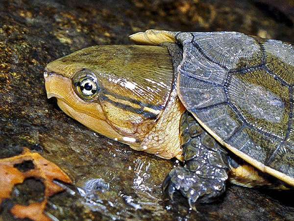 Ngay cả nỗ lực bảo tồn và sinh sản loài này của Chương trình bảo tồn rùa ở Vườn quốc gia Cúc Phương cũng gặp khó khăn. Rùa đầu to có tên trong Sách đỏ động vật Việt Nam, với mức độ đe dọa hạng R.