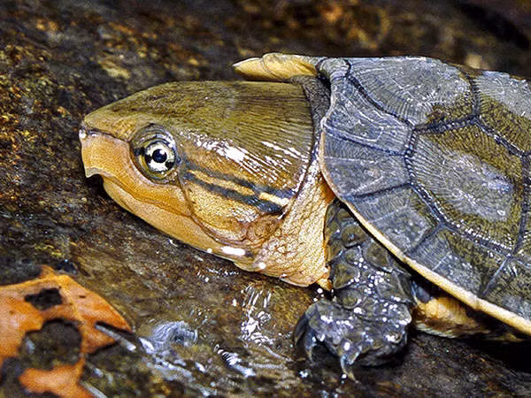Ngay cả nỗ lực bảo tồn và sinh sản loài này của Chương trình bảo tồn rùa ở Vườn quốc gia Cúc Phương cũng gặp khó khăn. Rùa đầu to có tên trong Sách đỏ động vật Việt Nam, với mức độ đe dọa hạng R.