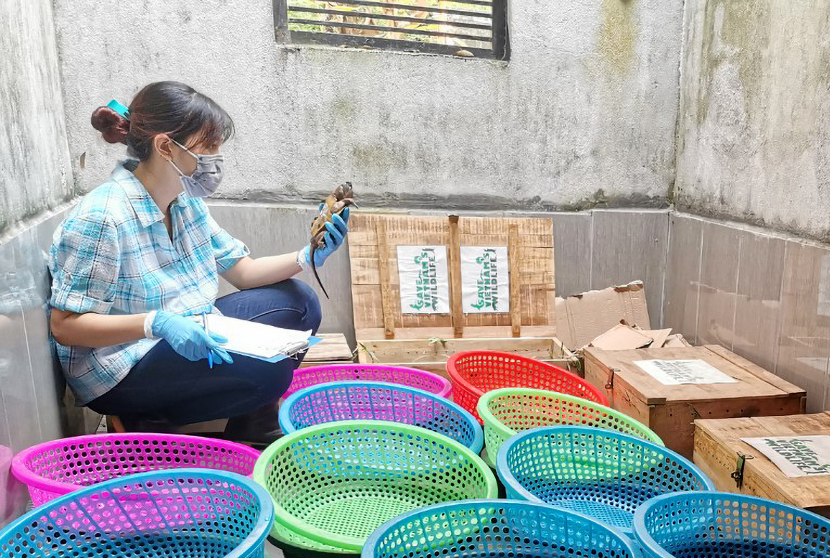 Hiện chúng đang được các nhân viên trung tâm cứu hộ Vườn quốc gia Pù Mát chăm sóc tích cực.