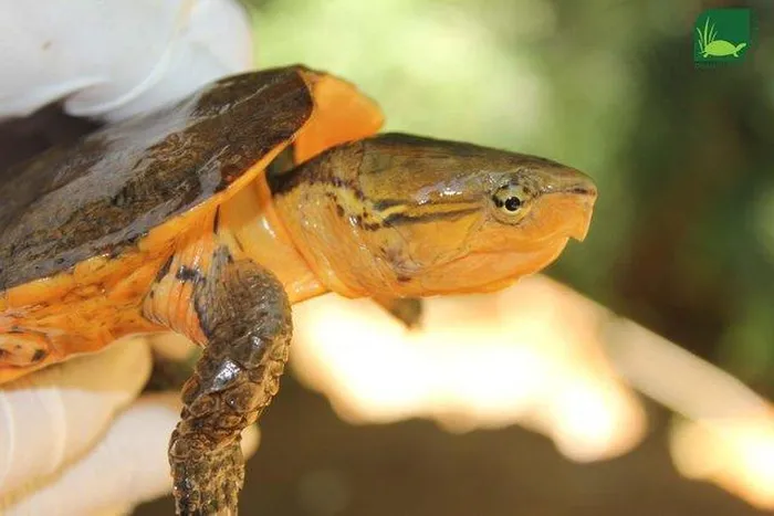 Bên cạnh 59 cá thể rùa còn sống, sau khi lục soát nhà của đối tượng, lực lượng chức năng còn tìm thấy một số cá thể rùa đã chết và 3 cá thể tê tê Java bị lấy hết vảy và nội tạng.