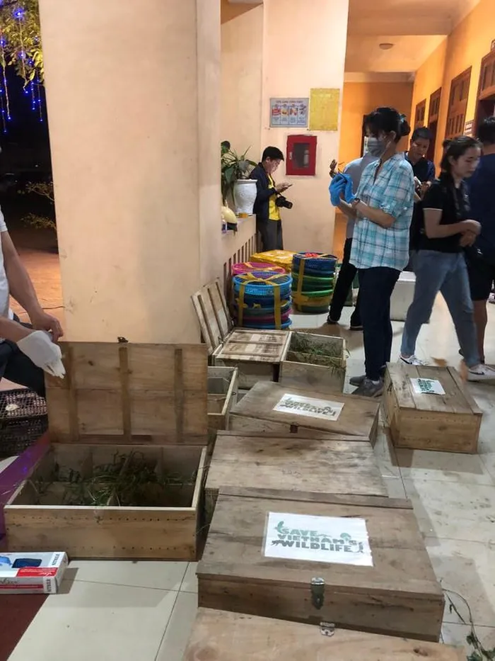 59 cá thể rùa đầu to cực kỳ quý hiếm này đều trong tình trạng rất yếu, có nhiều cá thể bị thương. (Ảnh: Trung tâm Bảo tồn động vật hoang dã tại Việt Nam).