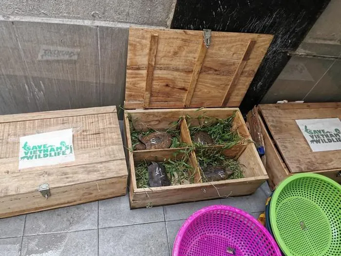 Trước đó, vào ngày 13/12/2022, Trung tâm Bảo tồn động vật hoang dã tại Việt Nam đã phối hợp với Vườn quốc gia Pù Mát tiếp nhận 68 cá thể rùa đầu to từ Công an tỉnh Nghệ An, nâng tổng số cá thể rùa đầu to đang chăm sóc, phục hồi lên 127.(Ảnh: Trung tâm Bảo tồn động vật hoang dã tại Việt Nam)