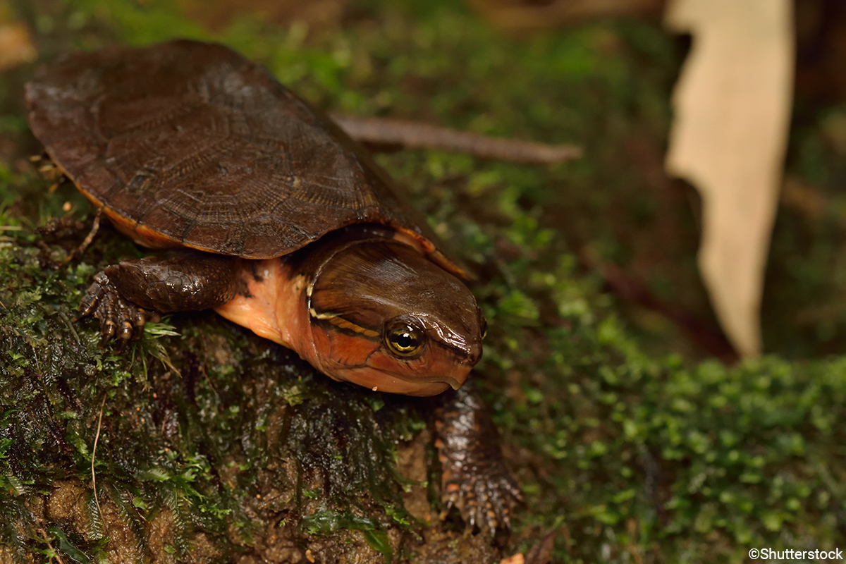 Đây là loài rùa có phân bố rộng ở lưu vực suối trong các khu vực rừng núi đá vôi, tuy nhiên số lượng lại hạn chế do đặc tính sinh sản.