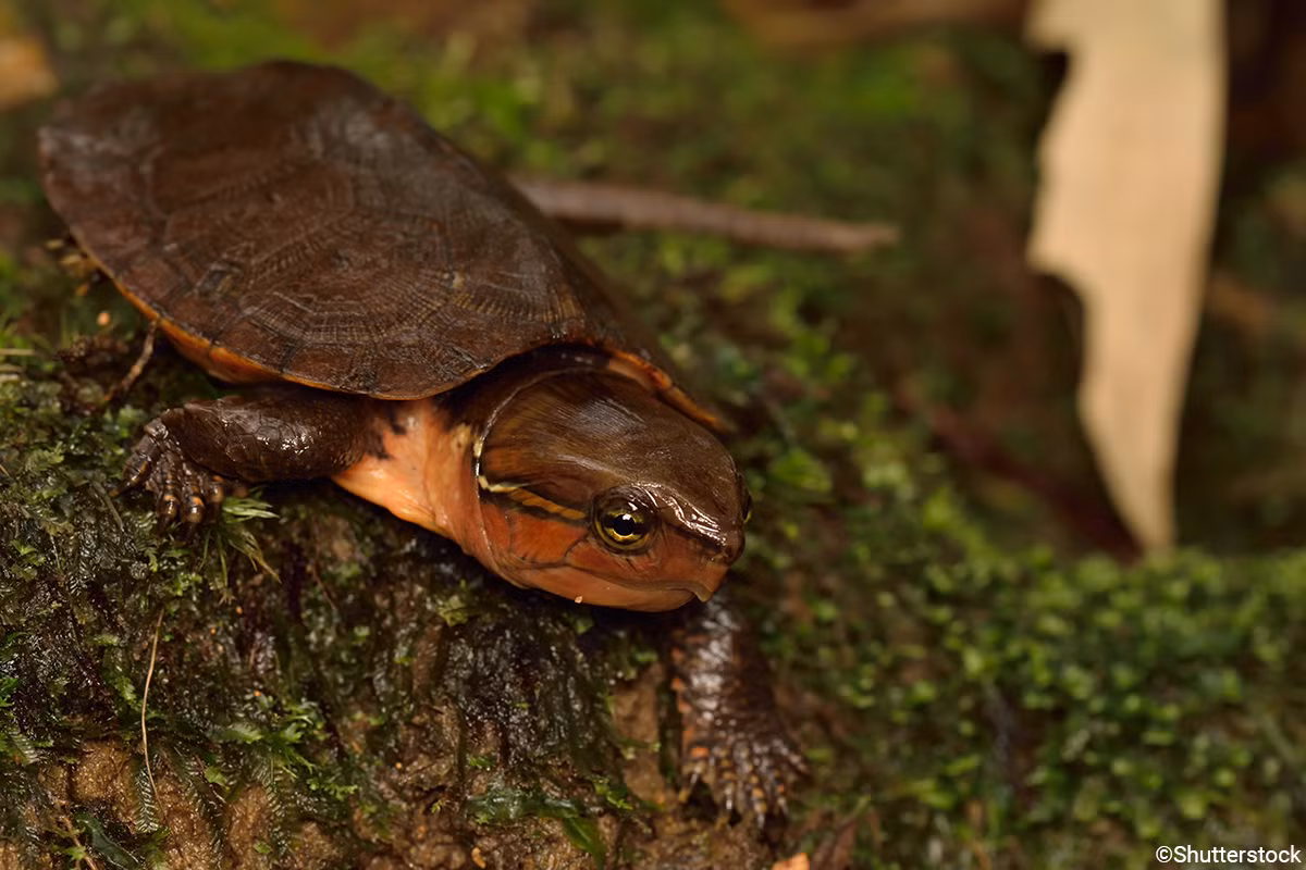 Đây là loài rùa có phân bố rộng ở lưu vực suối trong các khu vực rừng núi đá vôi, tuy nhiên số lượng lại hạn chế do đặc tính sinh sản.