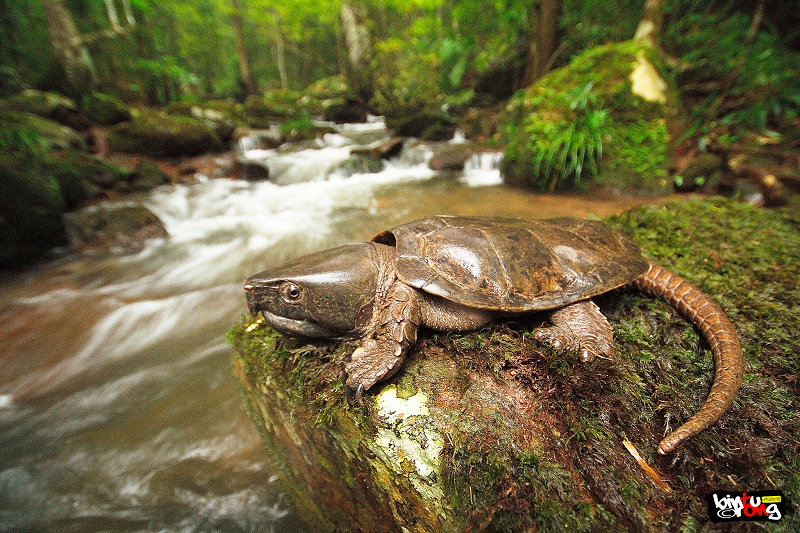 Ban ngày chúng ẩn dưới các tảng đá hoặc phơi nắng trên bờ suối, chúng đi tìm mồi lúc sẩm tối hoặc ban đêm. Thức ăn của chúng là động vật không xương sống, các loài thân mềm hoặc động vật giáp xác nhỏ. Khi trưởng thành rùa có thể đạt kích thước mai khoảng hơn 20 cm.