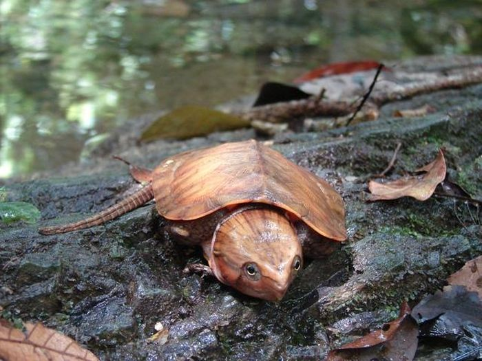 Rùa đầu to (Platysternon megacephalum) là một loài động vật phân bố tại các vùng núi ở một số nước Đông Nam Á như Việt Nam, Lào, Thái Lan, Myanma, Campuchia và ở Trung Quốc. Đây là loài duy nhất trong họ Platysternidae thuộc bộ Rùa Testudines.