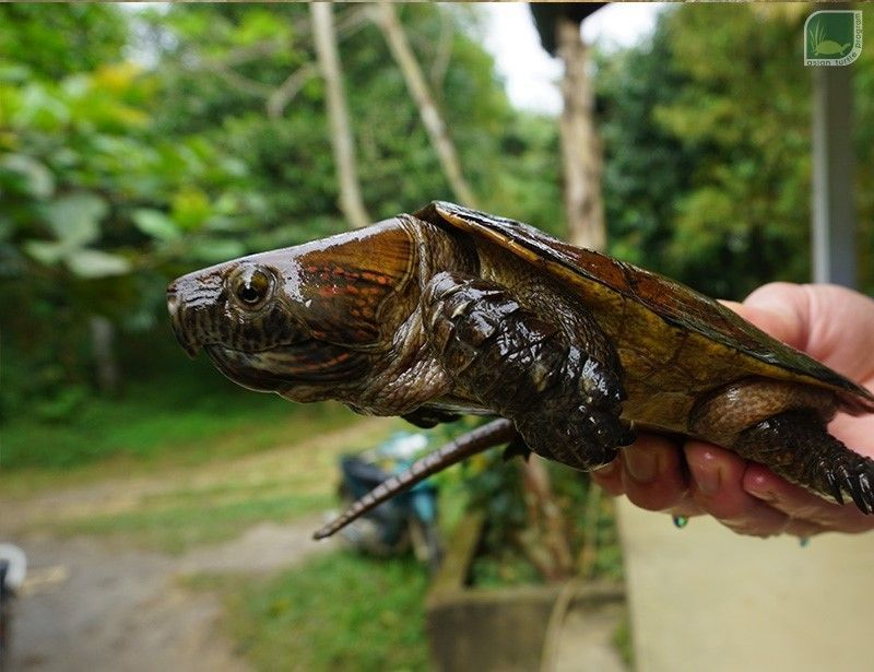 Hiện nay số lượng loài này đang suy giảm nghiêm trọng do rừng nguyên sinh mất dần (ít gặp chúng trong các khu rừng thứ sinh) và đặc biệt là do tình trạng săn bắt quá mức để mua bán trao đổi với nước ngoài.