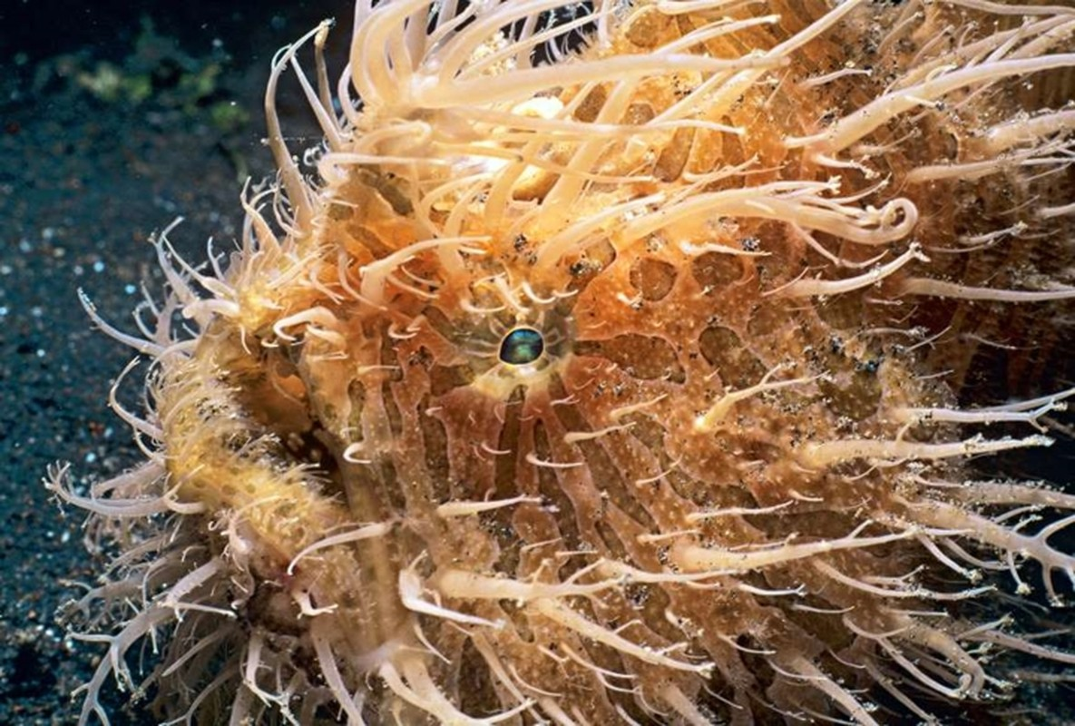 8. Cá ếch lông: Cá ếch lông thường sống ở vùng nước sâu ở Đại Tây Dương, Ấn Độ Dương và Thái Bình Dương, đặc trưng bởi vẻ ngoài vô cùng lộng lẫy.