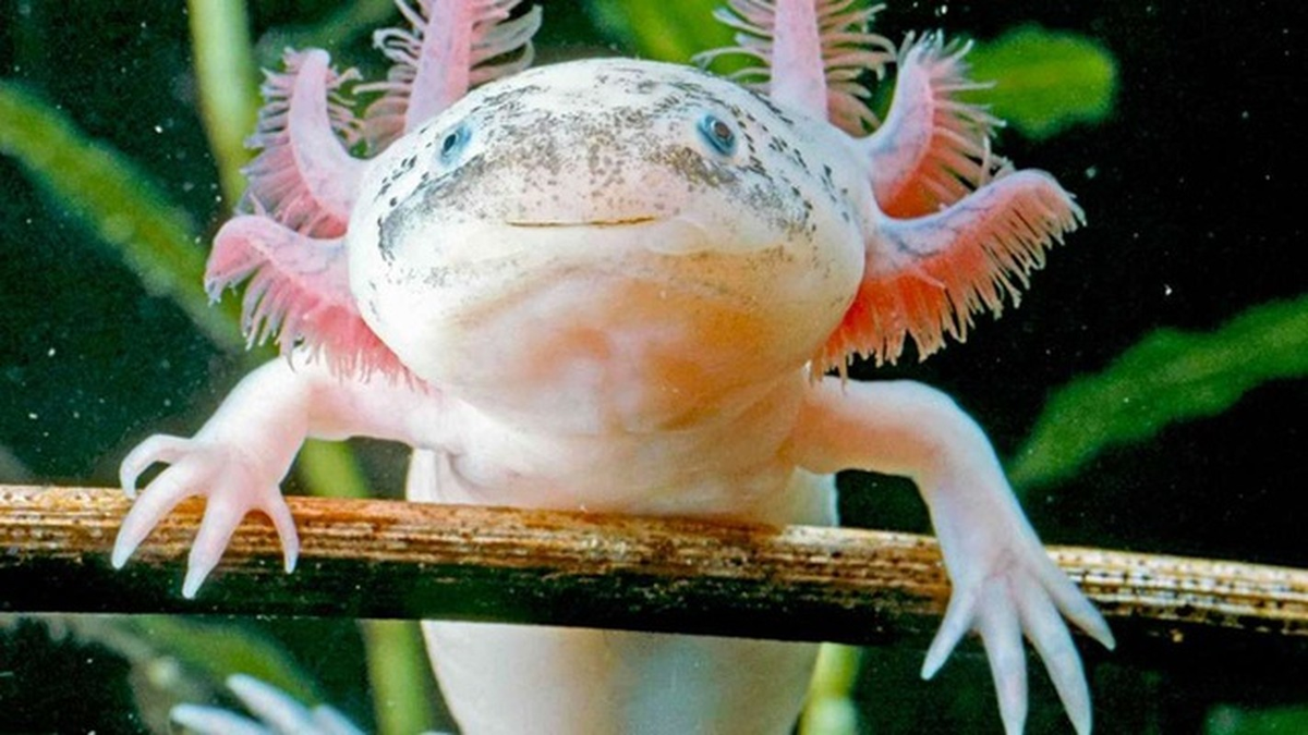 2. Axolotl là một trong những loài lưỡng cư độc nhất trên thế giới. Chúng cũng có khả năng tái tạo hầu hết các bộ phận cơ thể. Mặc dù axolotls gần như tuyệt chủng ở Mexico, tuy nhiên chúng vẫn sinh trưởng mạnh trong điều kiện nuôi nhốt.