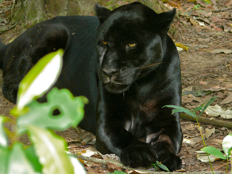 1. Panthera onca (Báo đen): Là loài báo lớn nhất Châu Mỹ. Bộ lông đen của loài động vật này mang đến cho chúng vẻ đẹp huyền bí và cuốn hút.