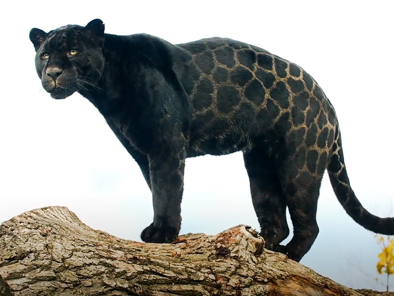 3. Melanistic jaguars (Báo ong đen): Đây là một biến thể của báo đen nơi bộ lông của chúng được tích tụ nhiều sắc tố Melanin hơn, tạo nên một màu sắc đen huyền bí và đặc biệt hơn.