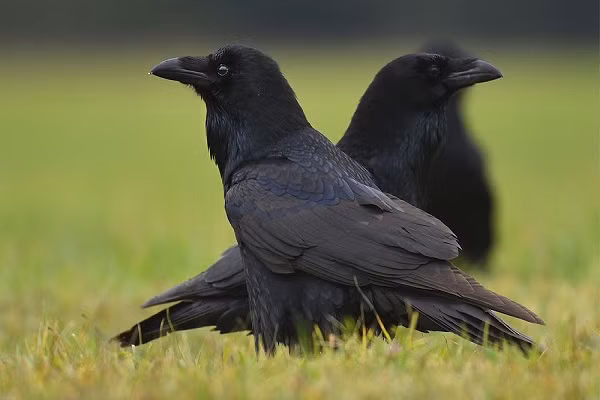 2. Corvus corax (Quạ đen): Là một loài chim quạ lớn với bộ lông màu đen toàn thân. Chúng thường được coi là tượng trưng cho điều bí ẩn và đen tối.