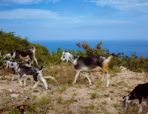 Đàn dê nhởn nhơ gặm cỏ trên đồi.